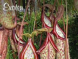 Exoten