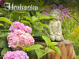 Hortensien
