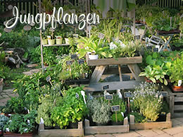 Jungpflanzen