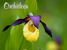 Orchideen
