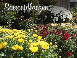 Saisonpflanzen
